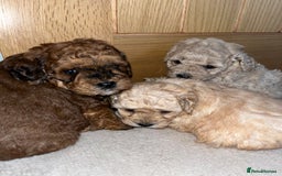 Cavapoo dogs for sale: **CAVAPOO F1B PUPS** - Image 1