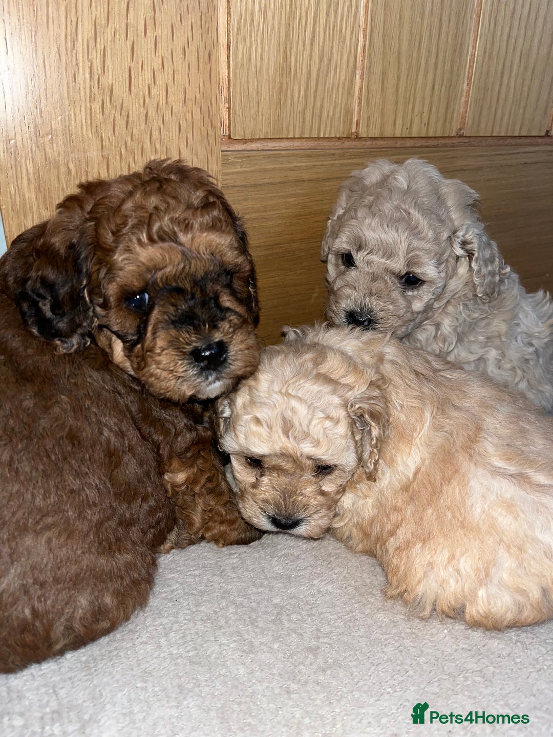 Cavapoo dogs for sale: **CAVAPOO F1B PUPS** - Image 1