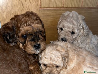 Cavapoo dogs for sale - Advert 1