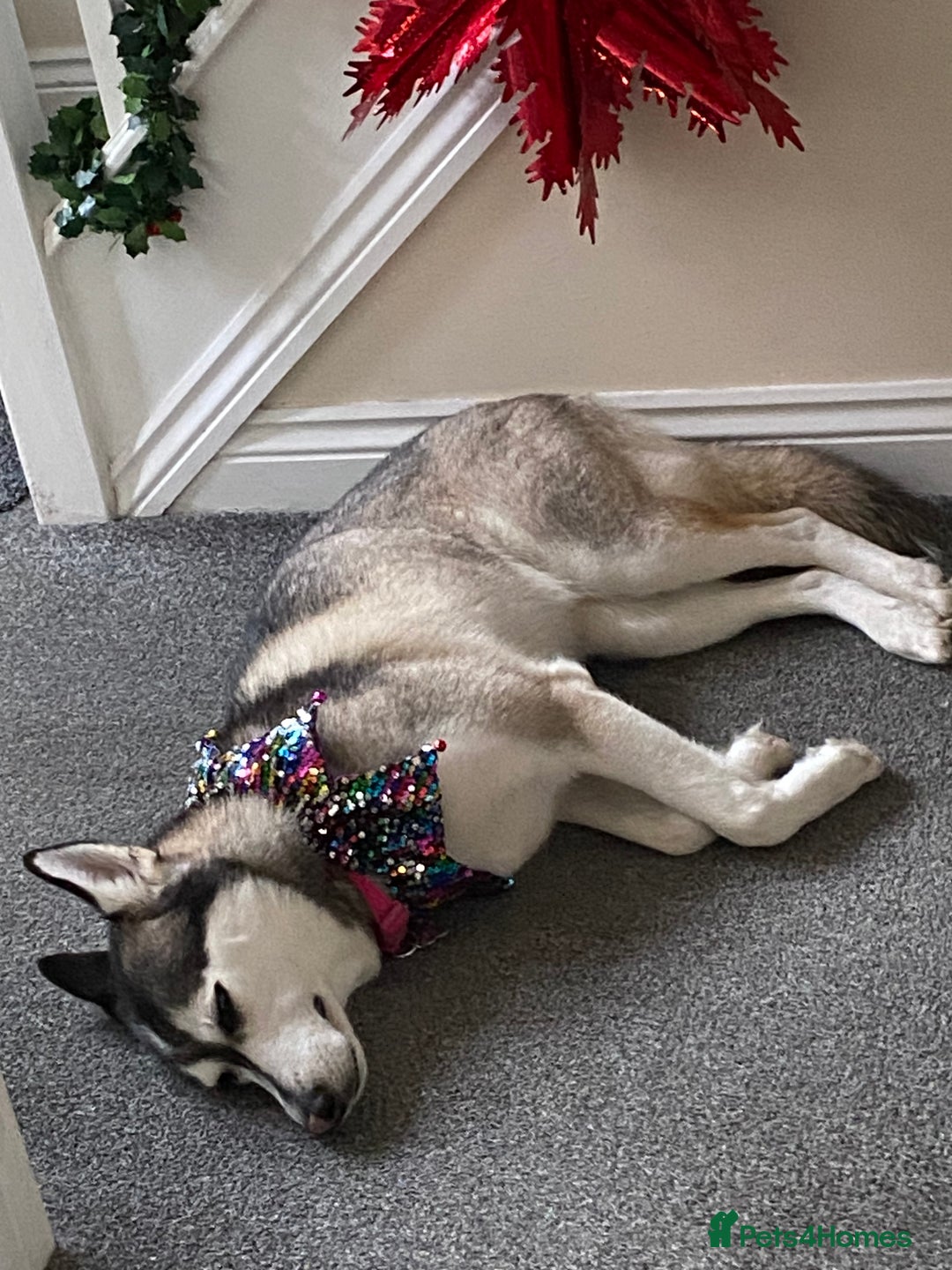 Siberian Husky dogs for sale: Beautiful Female Husky  - Image 6