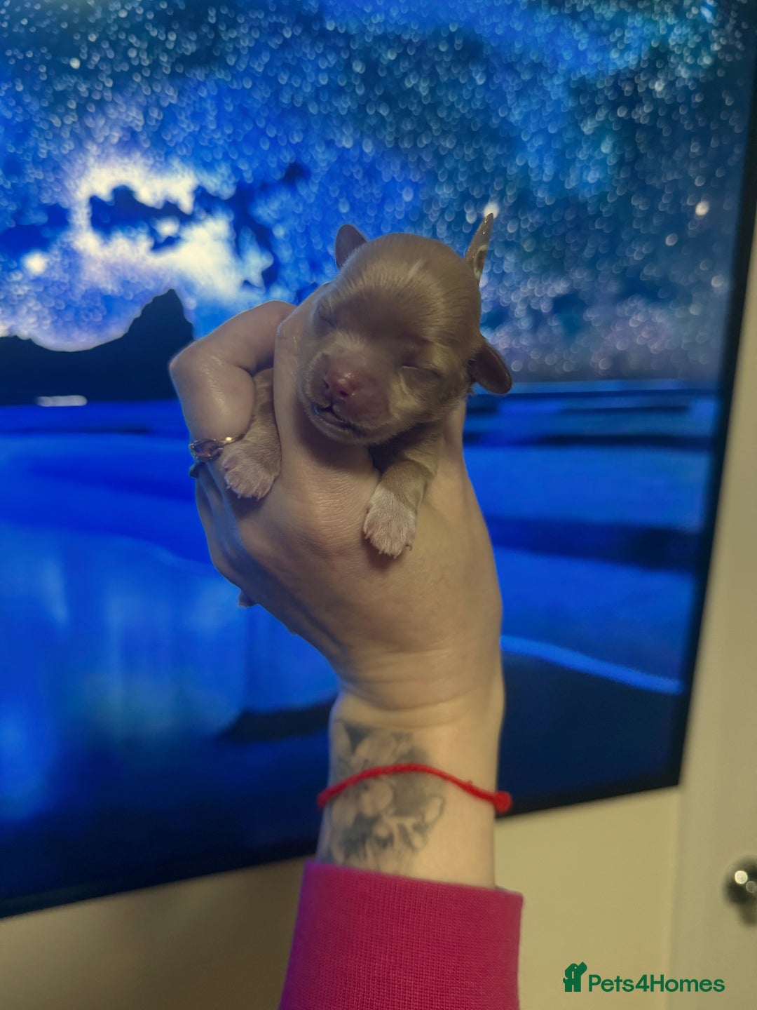 Maltipoo dogs for sale: 👑One in a Million Ultra Tiny F1 Asian Maltipoo👑 - Advert 20