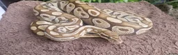 Python Snake reptiles for sale: Royal Python (Ball Python) - Advert 5