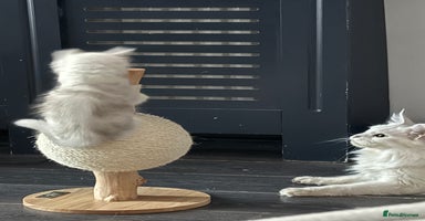 Maine Coon cats - Advert 4
