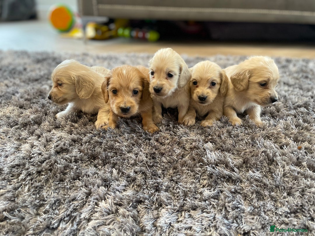 Miniature Dachshund dogs for sale: Miniature Dash hound long haired English  cream - Advert 11