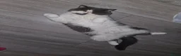 Exotic cats for sale: Exotic shorthair adult cat - Advert 8