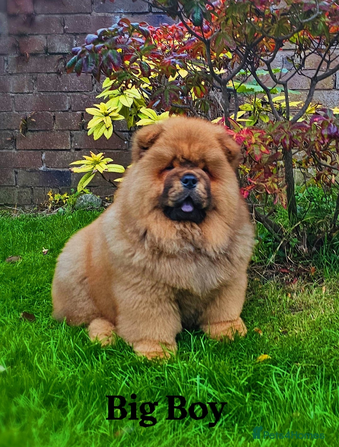 Chow Chow dogs for sale: Crufts pedigree litter  - Advert 4