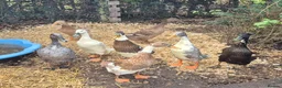 Ducks poultry for sale: Indian runner ducklings  - Advert 2