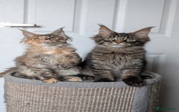 Maine Coon cats for sale: Maine coon kittens, Tica registered  - Image 26