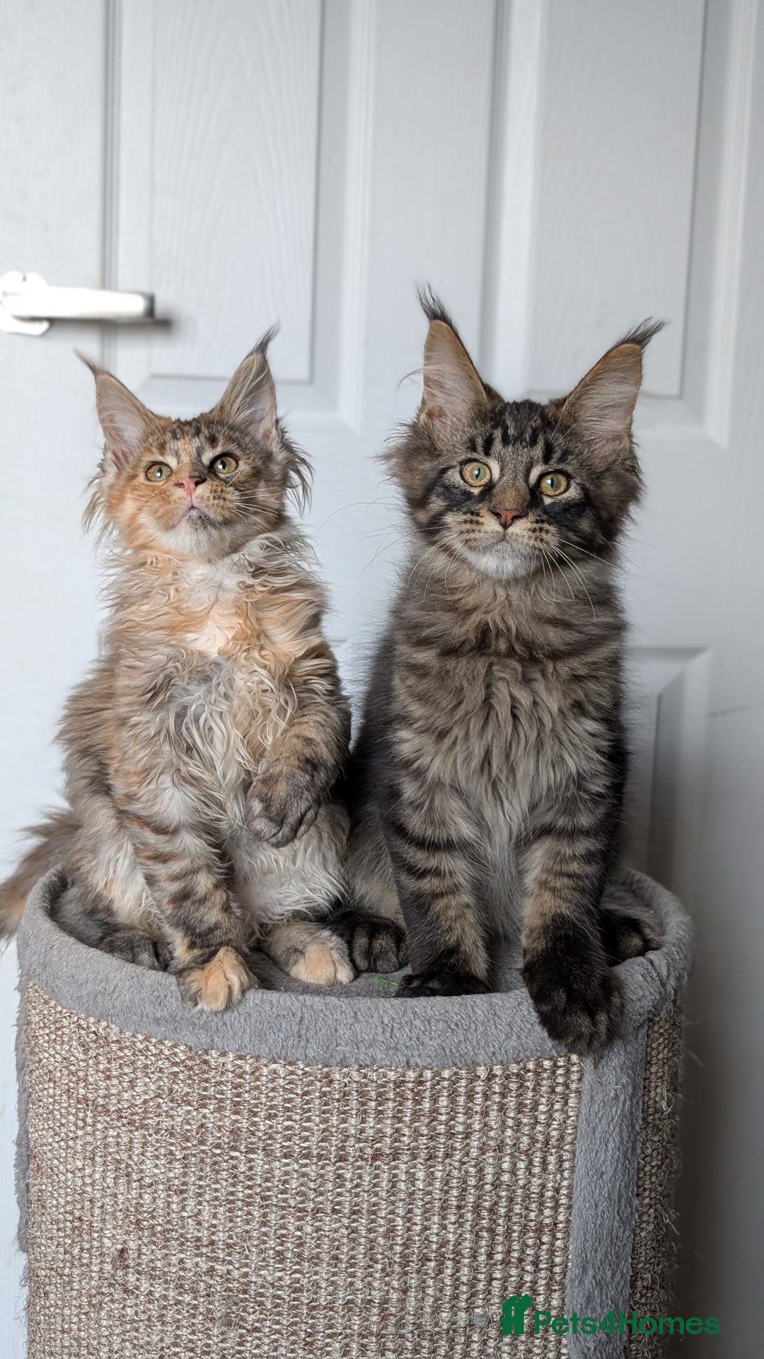 Maine Coon cats for sale: Maine coon kittens, Tica registered  - Image 26