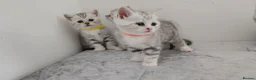 British Shorthair cats for sale: 🏆 Silver British Shorthairs pedigree 🏆  - Advert 2