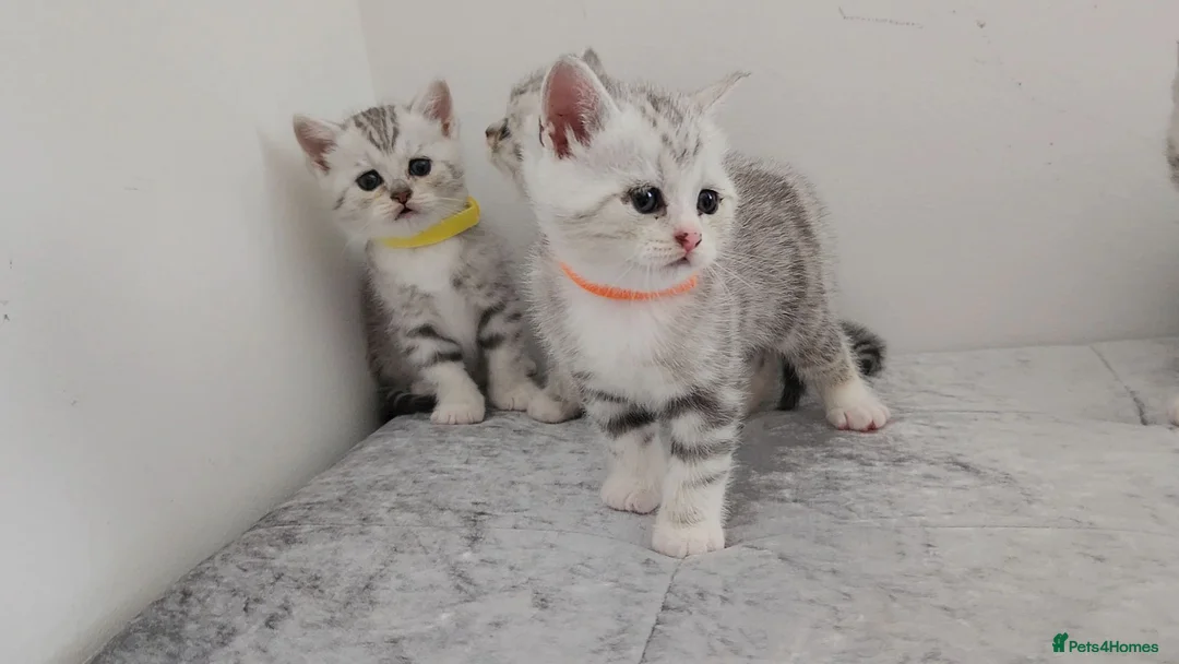 British Shorthair cats for sale: 🏆 Silver British Shorthairs pedigree 🏆  - Advert 2