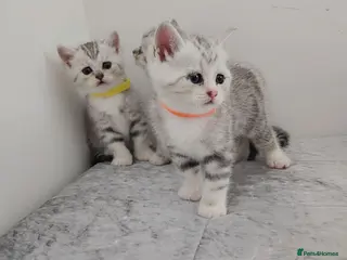 British Shorthair cats 🏆 Silver British Shorthairs pedigree 🏆 - Advert 7