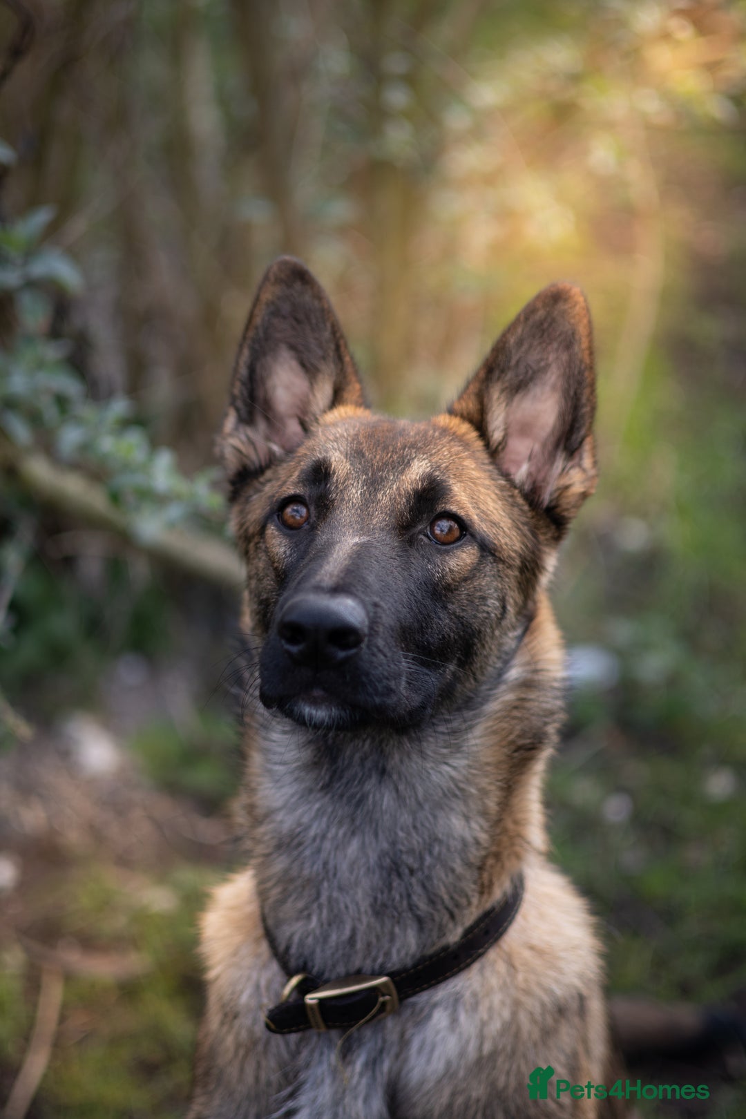 Mixed Breed dogs for sale: border collie x German shepherd \ Belgian puppys - Advert 1