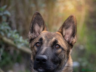 Mixed Breed dogs border collie x German shepherd \ Belgian puppys - Advert 1