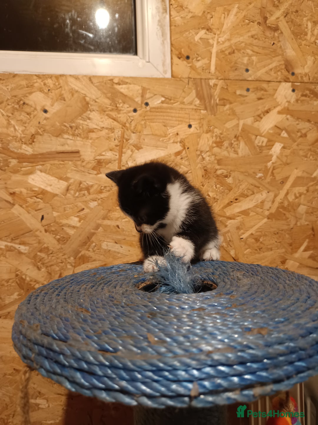 Mixed Breed cats for sale: Cats ready to find a new owner. - Advert 9