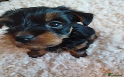 Yorkshire Terrier dogs for sale: Yorkies for sale.  - Image 2
