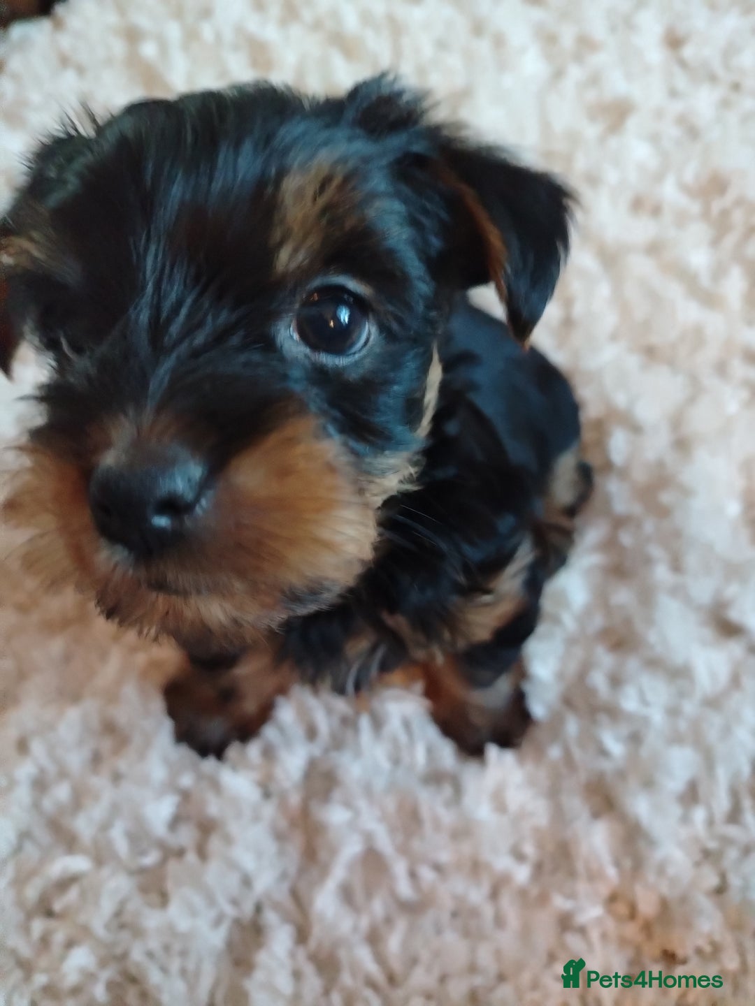 Yorkshire Terrier dogs for sale: Yorkies for sale.  - Image 2