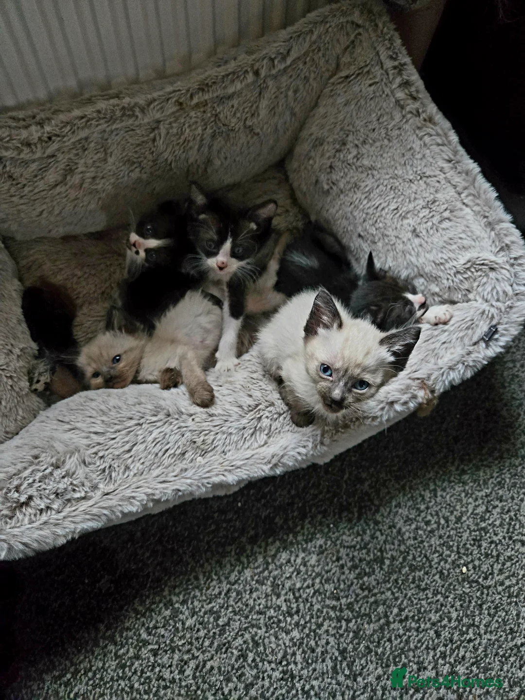 Siamese cats for sale: Beautiful siamese boys and girls  - Advert 6