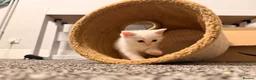 Mixed Breed cats for sale: British Shorthair x Longhair kittens - Advert 37