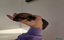Dachshund dogs for sale: Littre of 7 Dachshund puppies - Image 10
