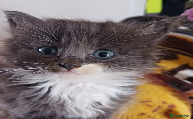 Ragdoll cats - Advert 16