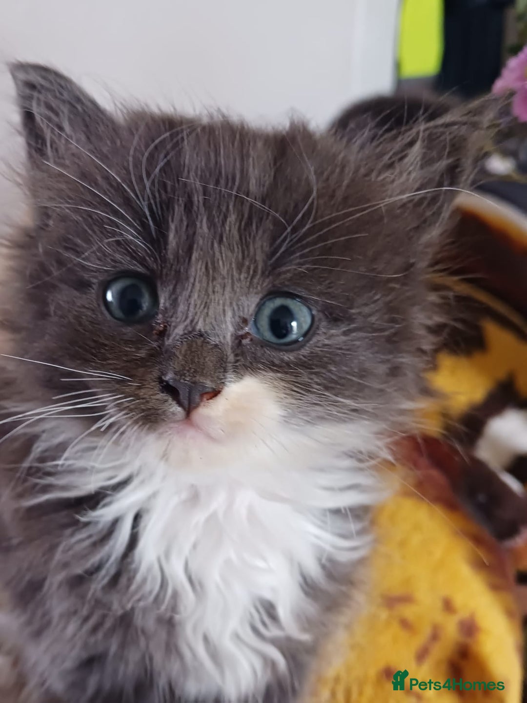 Ragdoll cats for sale: CUTE BLUE MITTED RAGDOLL KITTENS  - Image 1