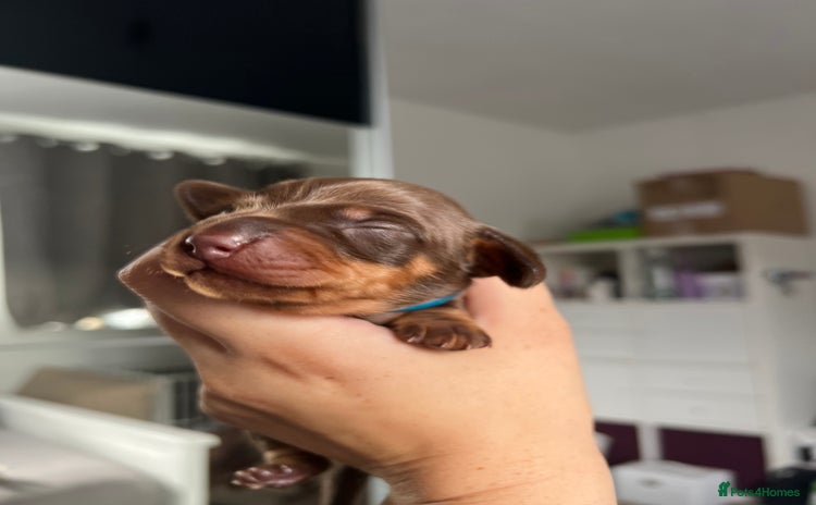 Miniature Dachshund dogs - Advert 1