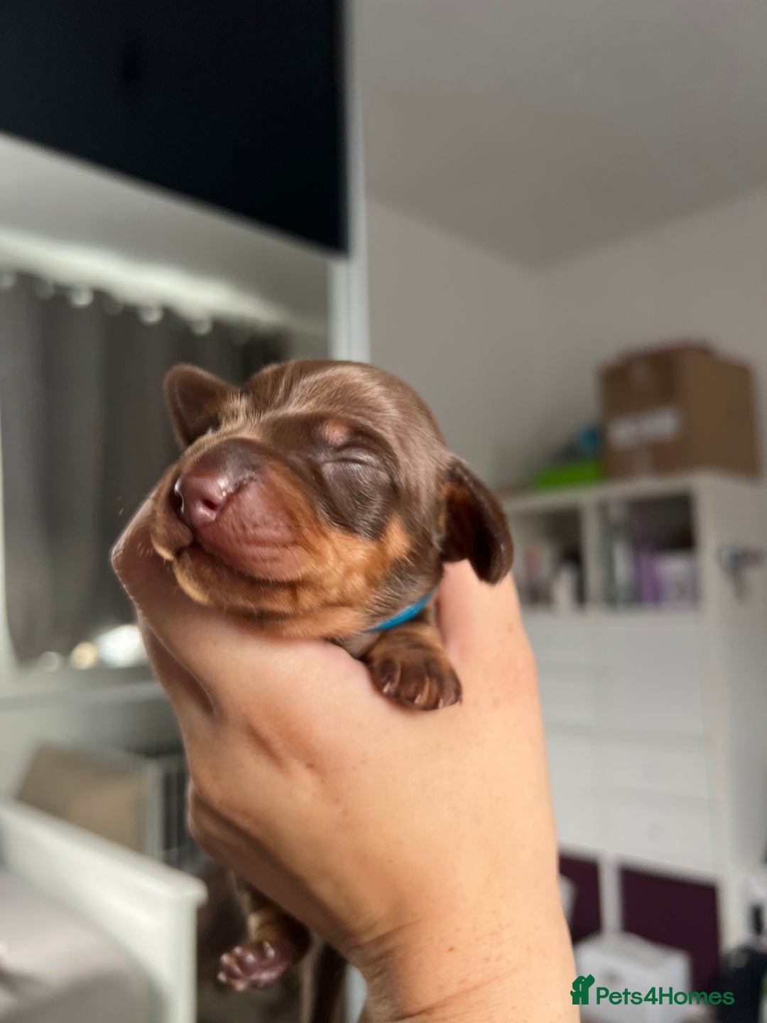 Miniature Dachshund dogs for sale: 4 miniature dachshunds  - Image 1