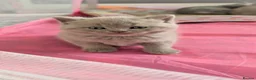 British Shorthair cats for sale: GCCF BSH KITTENS 2 BOYS 1 GIRL  - Advert 24