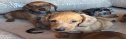 Miniature Dachshund dogs for sale: Miniature dachshunds - Advert 21