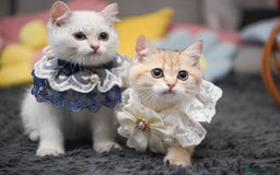 British Shorthair cats for sale: Golden British shorthair Pedigree Neutered  - Image 27