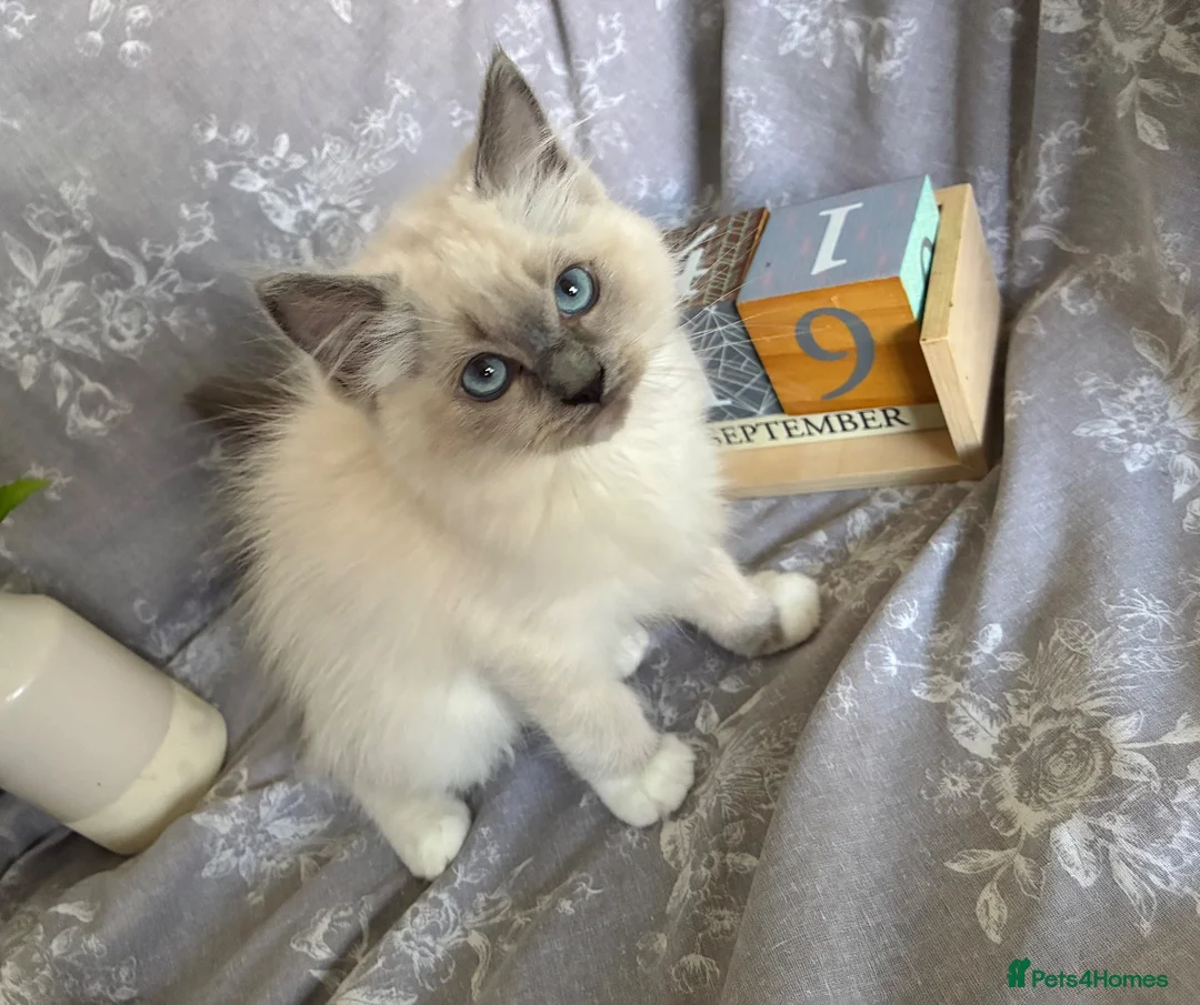 Ragdoll cats for sale: GCCF REGISTERED DNA TESTED PARENTS - Advert 2