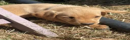 Labrador Retriever dogs for sale: Excellent KC Registered Labrador puppies in Welshpool - Advert 4
