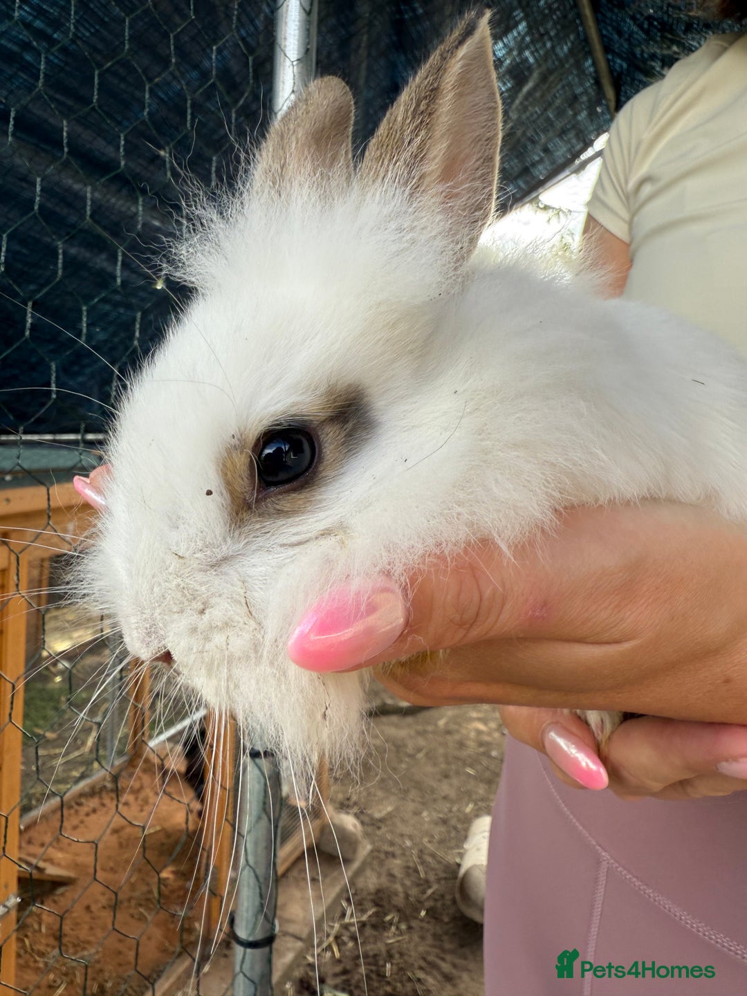 Lionhead rabbits for sale: Lion head cross bunny  - Image 3