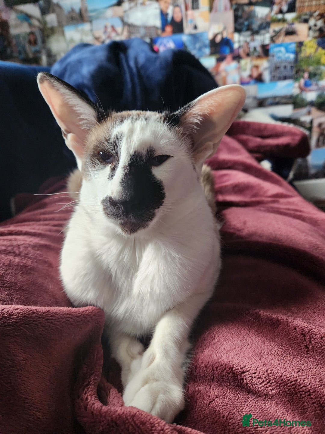 Oriental cats for sale: Beautiful Pedigree Oriental Shorthair  - Image 1