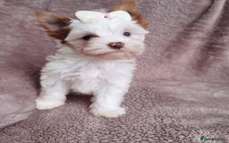 Yorkshire Terrier dogs for sale: Very Beautiful puppies, pure yorkshire terriers  - Advert 28
