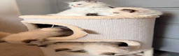 Ragdoll cats for sale: Premium Quality✨️🏆 TICA Reg European Ragdolls 🩷  - Advert 16