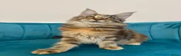 Maine Coon cats for sale: TICA Pedigree Registered Maine Coon Kittens - Advert 7
