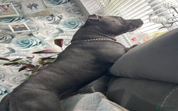 Staffordshire Bull Terrier dogs for stud: Blue staffy  - Image 2