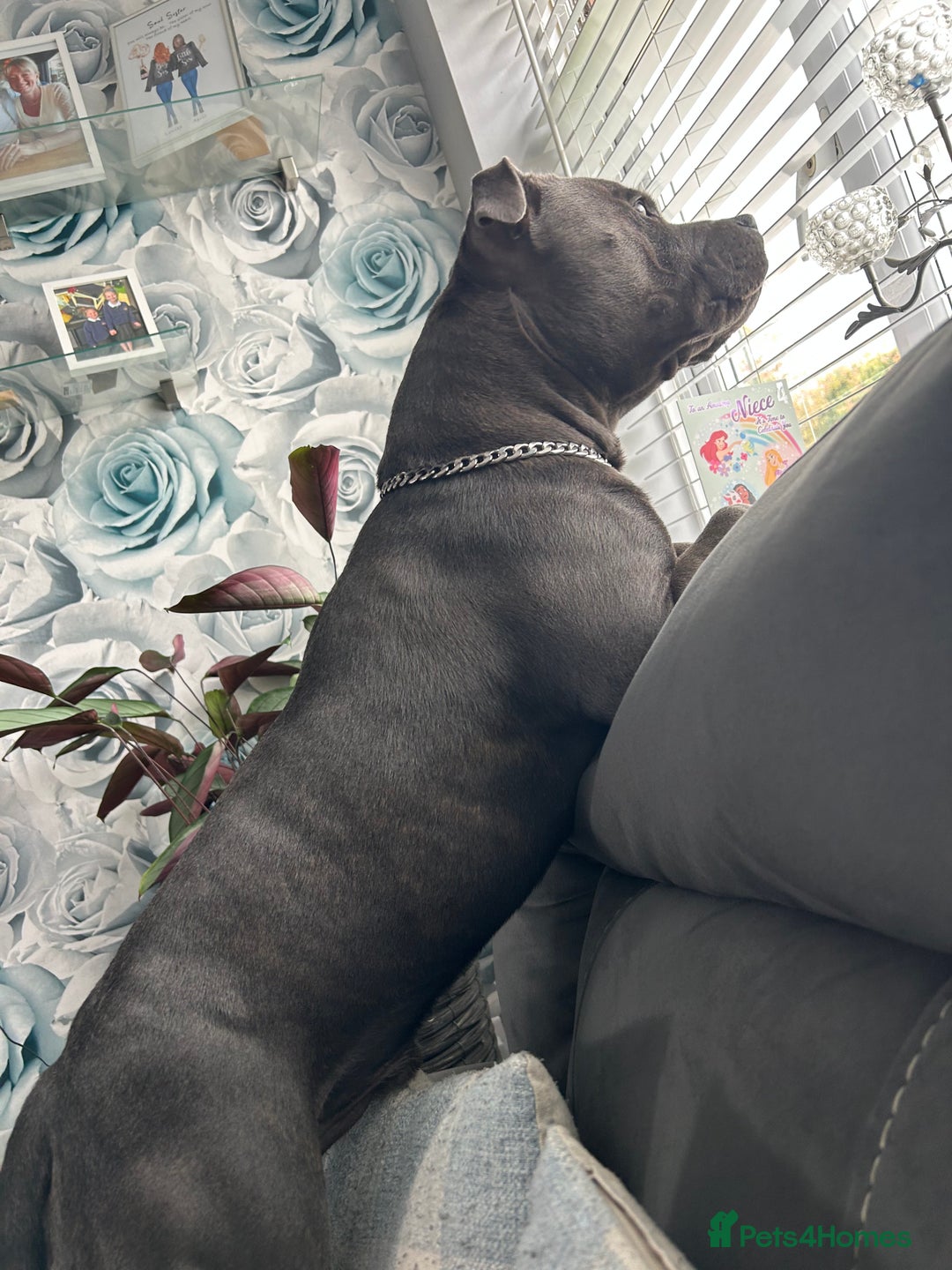 Staffordshire Bull Terrier dogs for stud: Blue staffy  - Image 2
