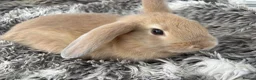 Mini Lop rabbits for sale: Beautiful Mini Lop Baby Rabbits🐇❤️ in Coalville - Advert 8