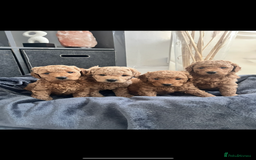 Toy Poodle dogs for stud: Toy Poodle Stud Experience Ted 🐾 - Image 3