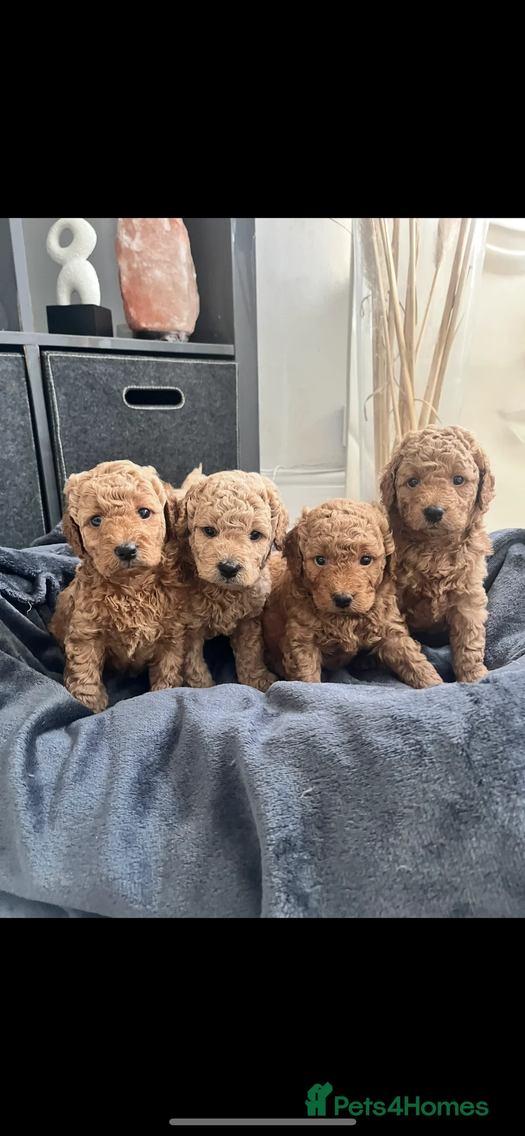 Toy Poodle dogs for stud: Toy Poodle Stud Experience Ted 🐾 - Advert 3