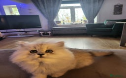Persian cats for sale: Chinchilla Persians  - Image 3
