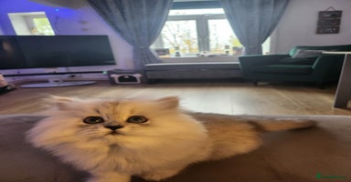 Persian cats - Advert 3