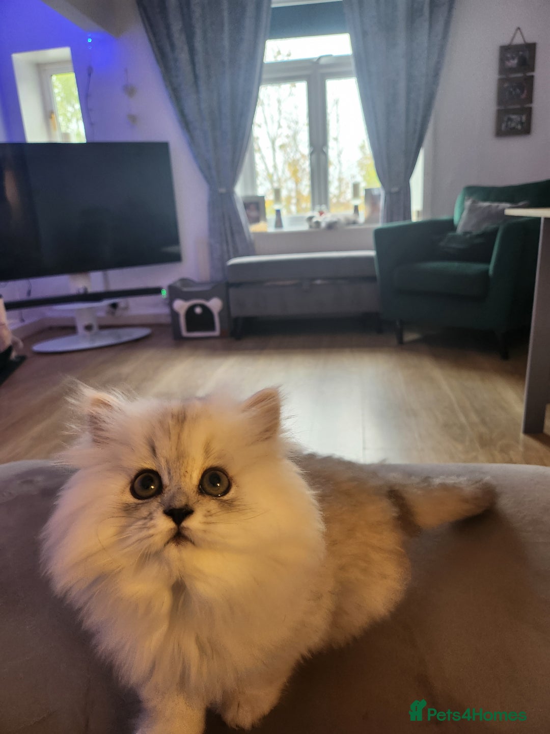 Persian cats for sale: Chinchilla Persians  - Image 3