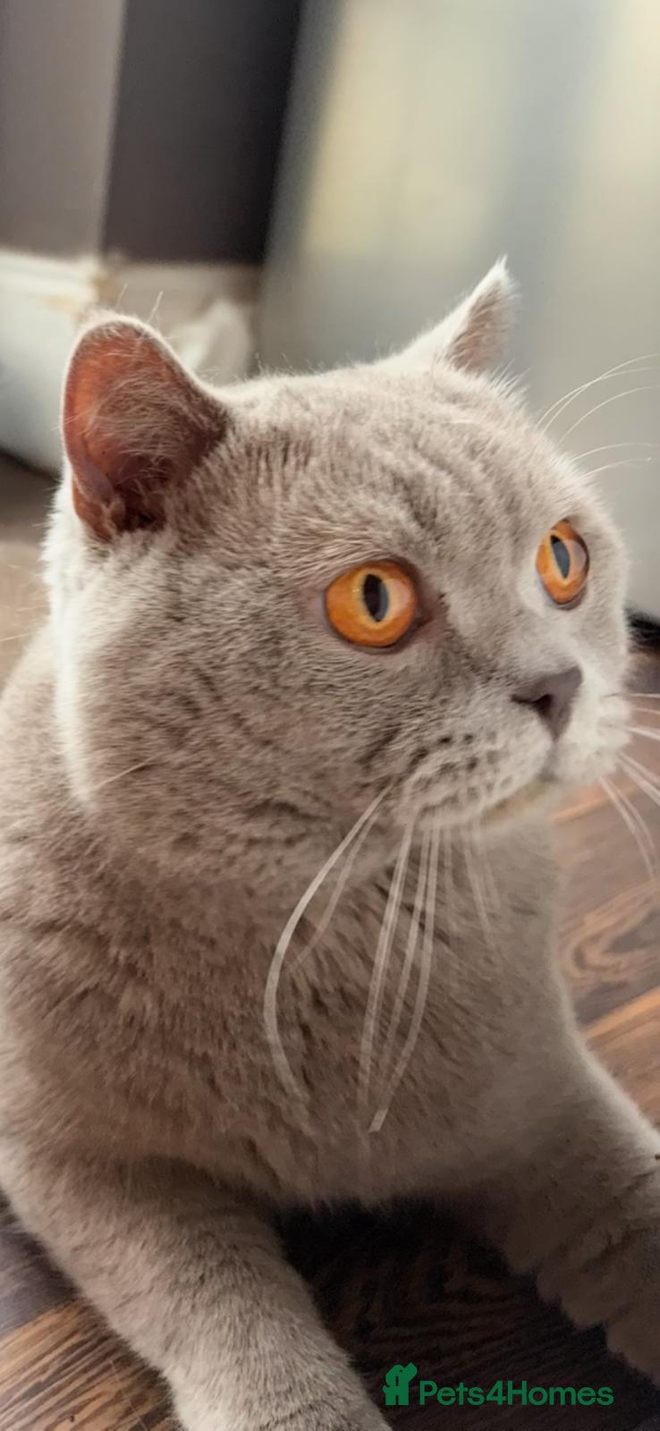 British Shorthair cats British shorthair kittens for sale. - Advert 2