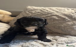 Cockapoo dogs for sale: Gorgeous f2 cockapoo pups  - Image 5