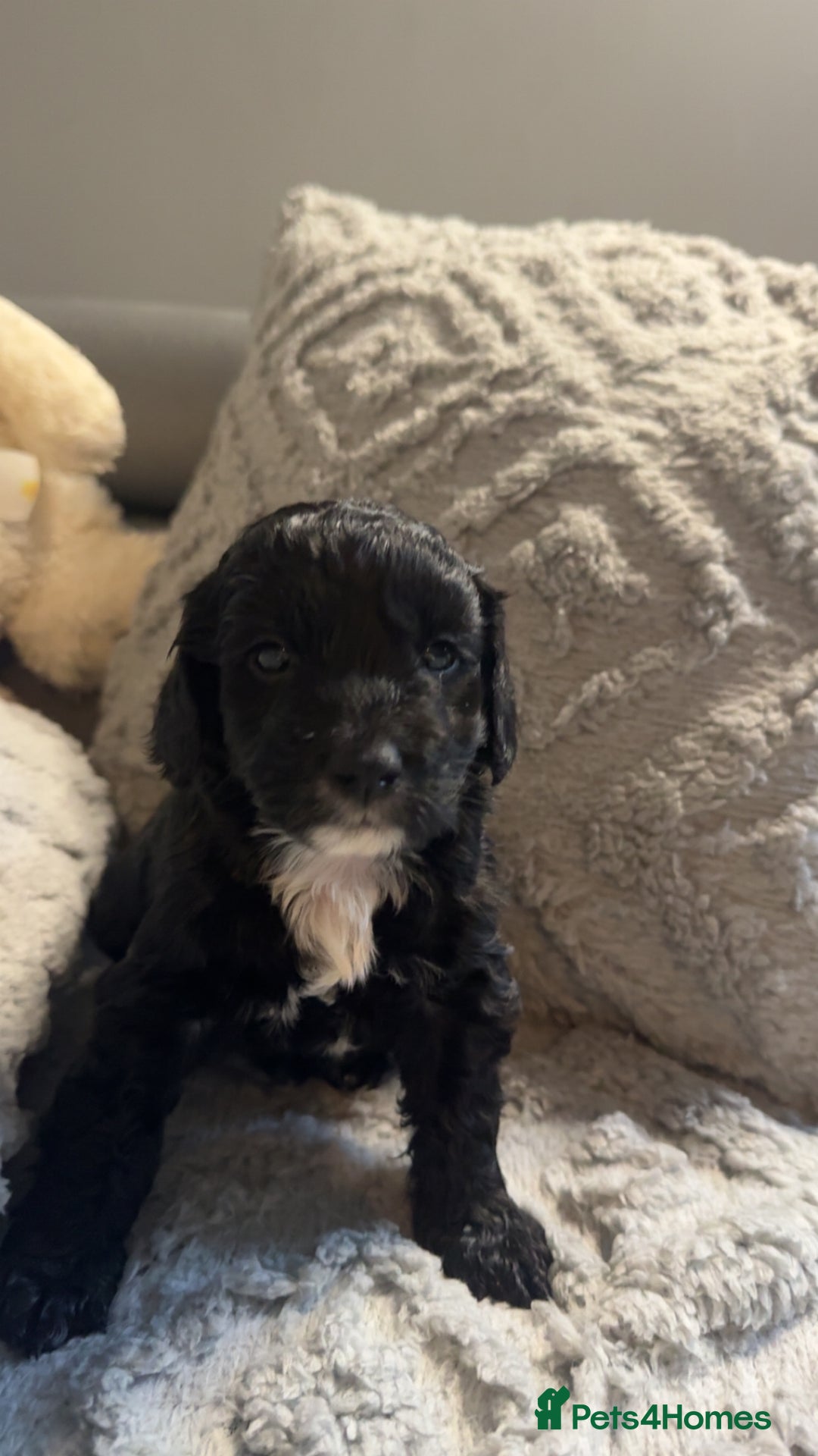 Cockapoo dogs for sale: Gorgeous f2 cockapoo pups  - Image 5