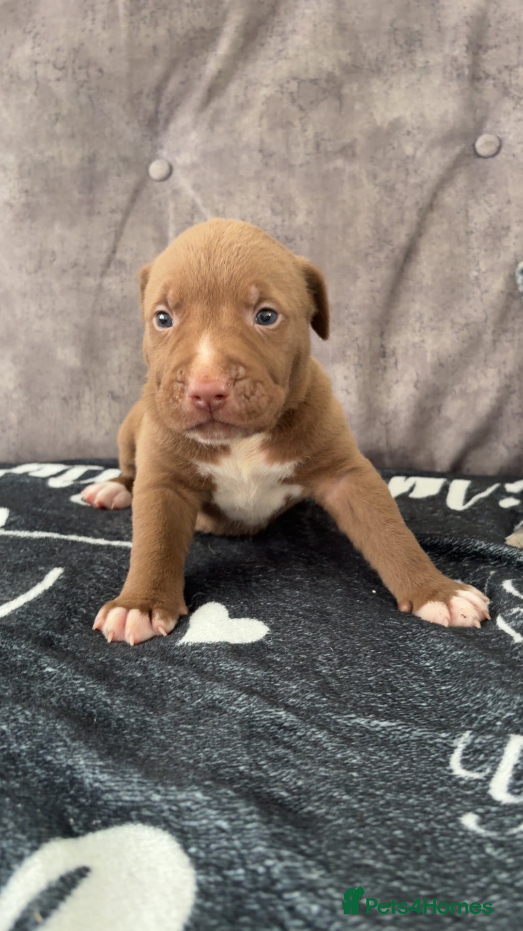 Mixed Breed dogs for sale: Both ready to leave now!   - Image 18